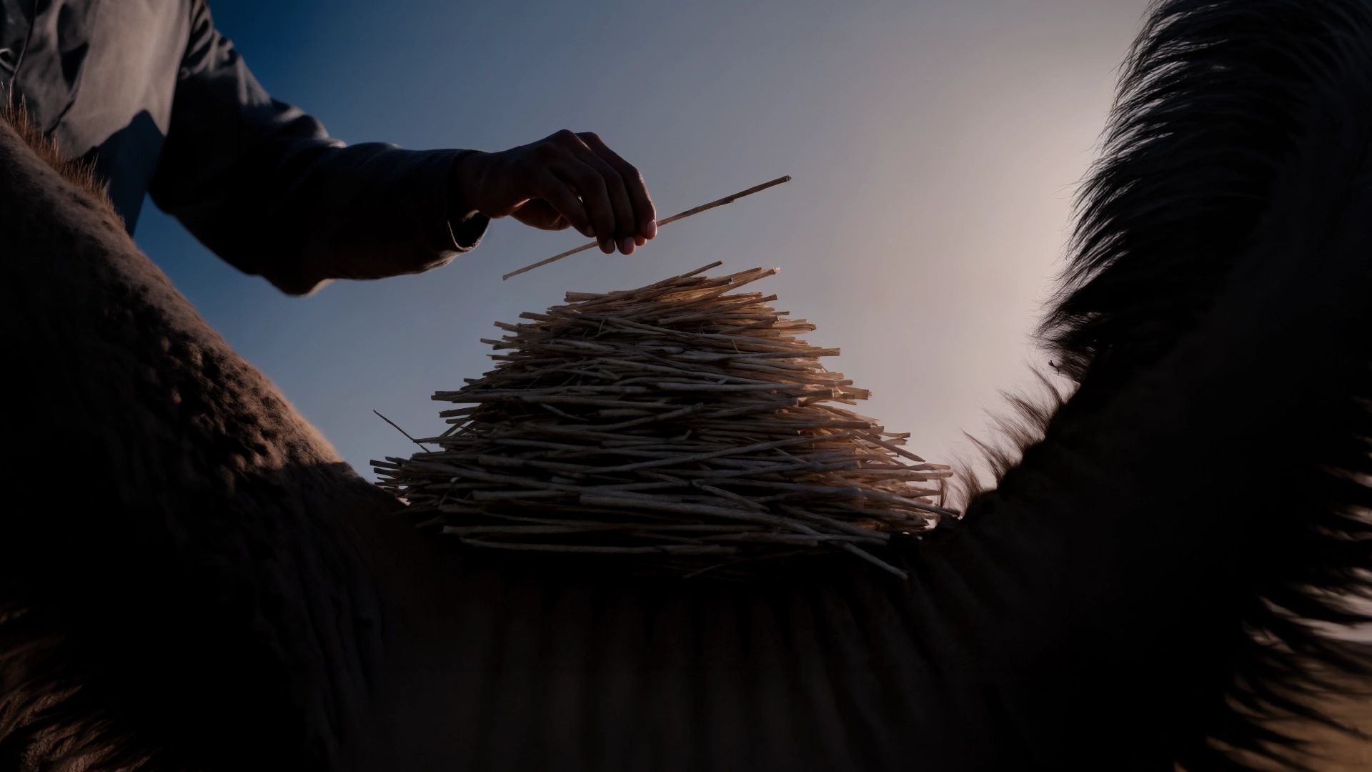Seen from below against an evening sky, a hand lays one more stick on a tall pile of sticks stacked on a camel&rsquo;s back.
